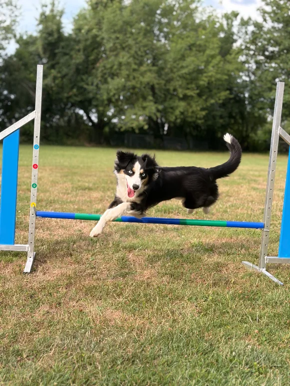 Agility-Foto